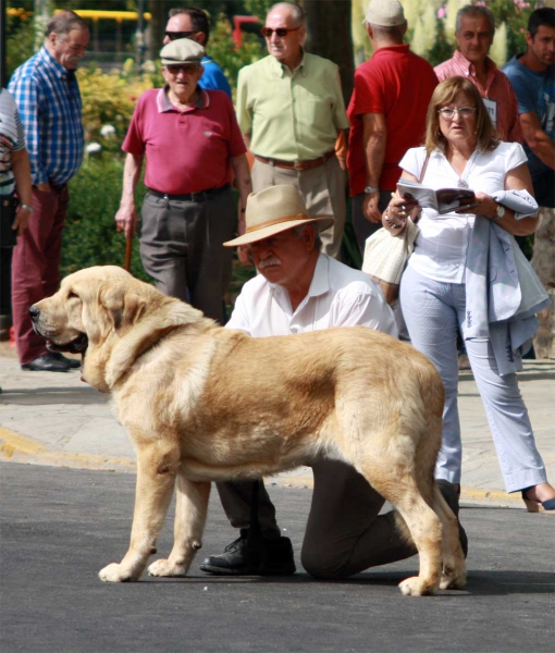 Open Class Males - Villafranca del Bierzo 06.09.2014
Keywords: 2014