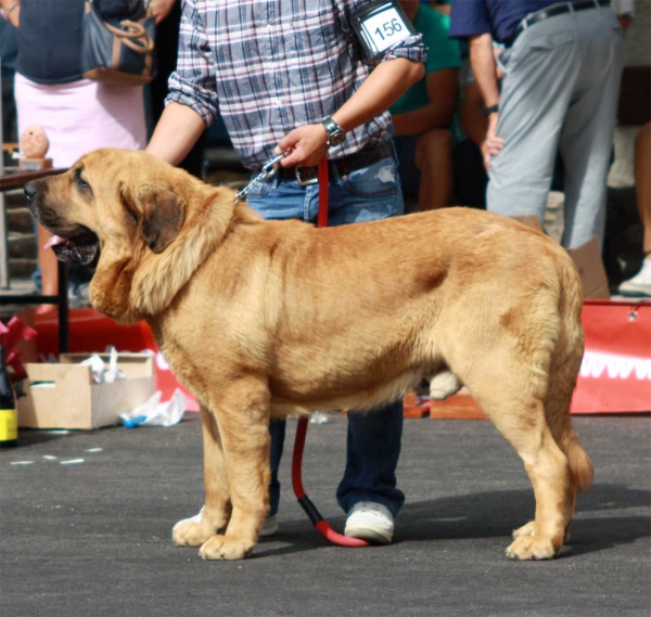 Open Class Males - Villafranca del Bierzo 06.09.2014
Keywords: 2014