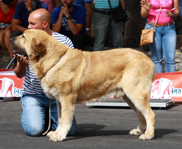 Open Class Males - Villafranca del Bierzo 06.09.2014
Keywords: 2014