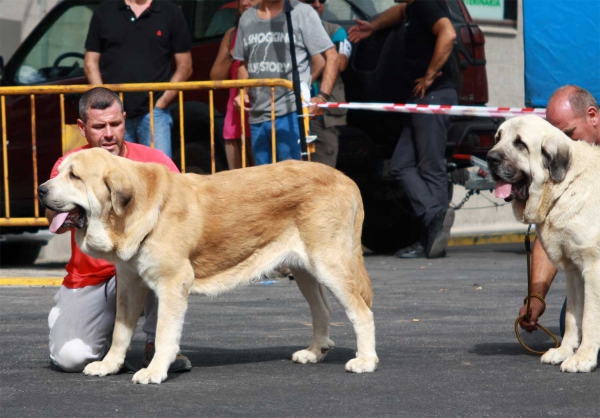 Open Class Males - Villafranca del Bierzo 06.09.2014
Keywords: 2014