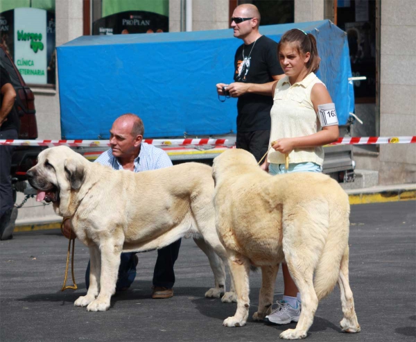 Open Class Males - Villafranca del Bierzo 06.09.2014
Keywords: 2014