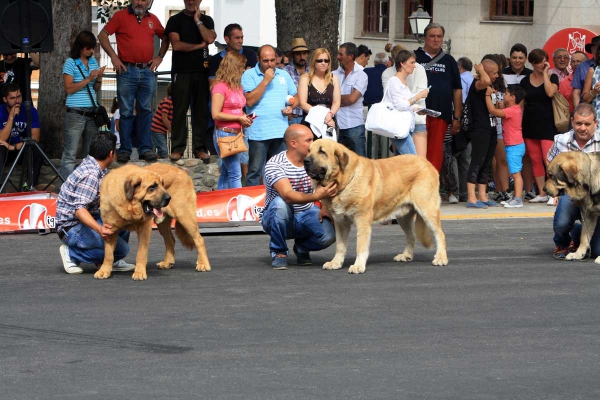 Open Class Males - Villafranca del Bierzo 06.09.2014
Keywords: 2014