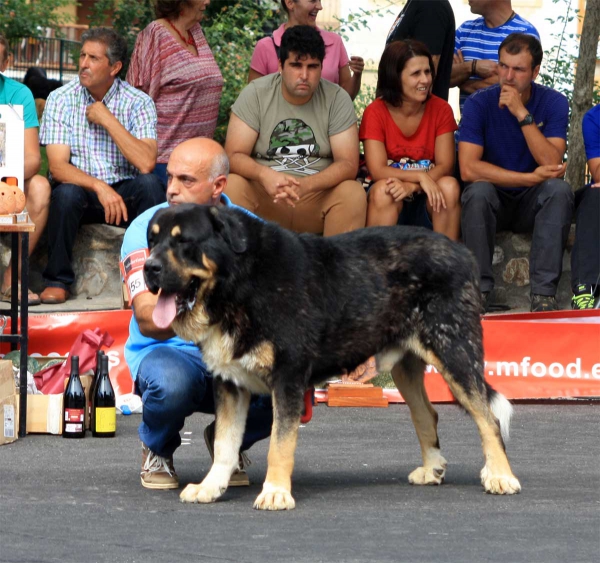 Open Class Males - Villafranca del Bierzo 06.09.2014
Keywords: 2014