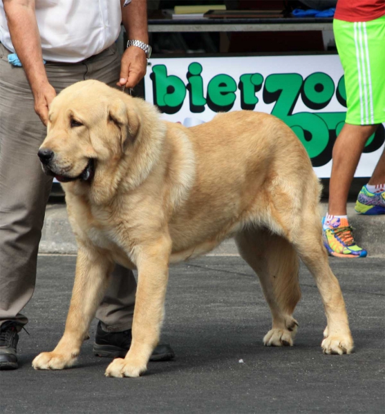 Open Class Males - Villafranca del Bierzo 06.09.2014
Keywords: 2014