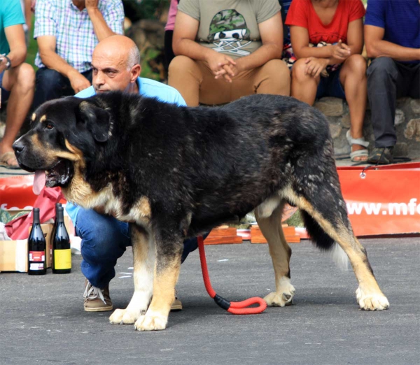 Open Class Males - Villafranca del Bierzo 06.09.2014
Keywords: 2014