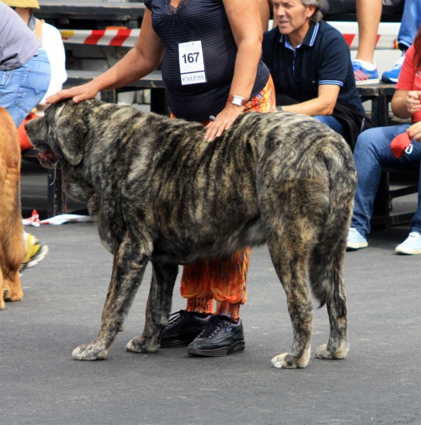 Open Class Males - Villafranca del Bierzo 06.09.2014
Keywords: 2014