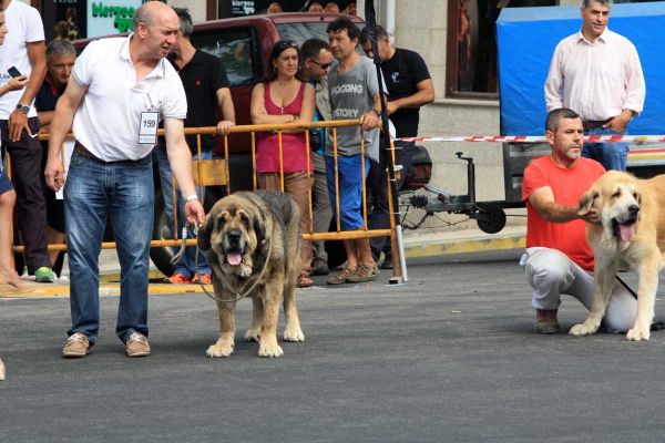 Open Class Males - Villafranca del Bierzo 06.09.2014
Keywords: 2014