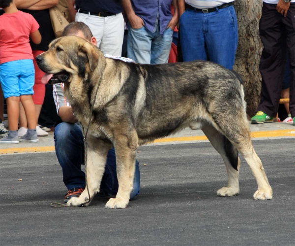 Open Class Males - Villafranca del Bierzo 06.09.2014
Keywords: 2014