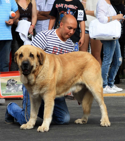 Open Class Males - Villafranca del Bierzo 06.09.2014
Keywords: 2014