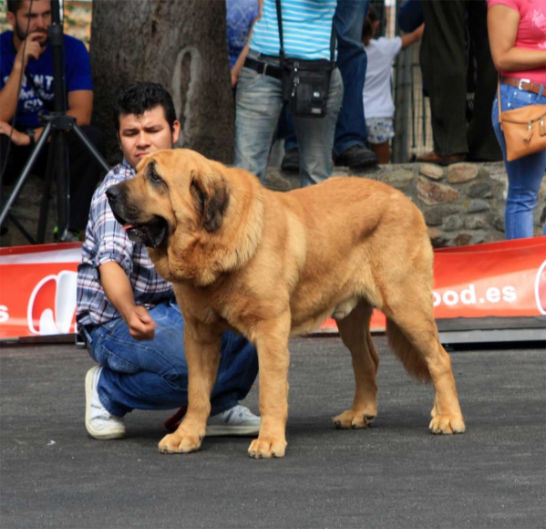 Open Class Males - Villafranca del Bierzo 06.09.2014
Keywords: 2014