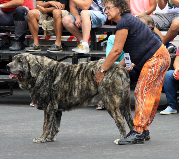 Open Class Males - Villafranca del Bierzo 06.09.2014
Keywords: 2014