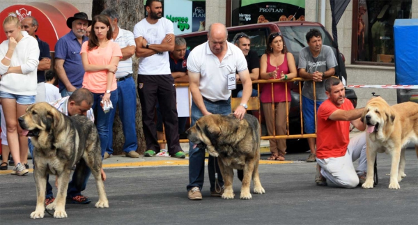 Open Class Males - Villafranca del Bierzo 06.09.2014
Keywords: 2014