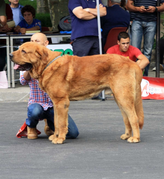 Open Class Males - Villafranca del Bierzo 06.09.2014
Keywords: 2014