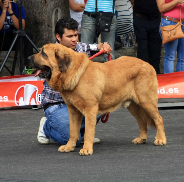 Open Class Males - Villafranca del Bierzo 06.09.2014
Keywords: 2014