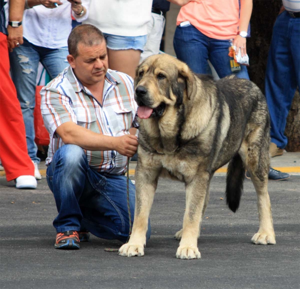 Open Class Males - Villafranca del Bierzo 06.09.2014
Keywords: 2014