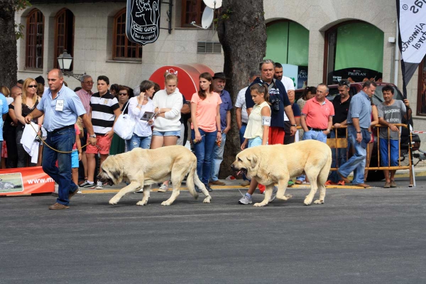 Open Class Males - Villafranca del Bierzo 06.09.2014
Keywords: 2014