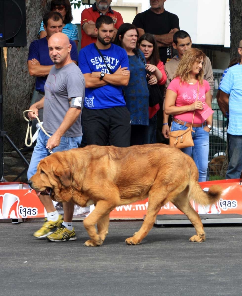 Open Class Males - Villafranca del Bierzo 06.09.2014
Keywords: 2014