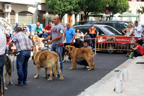 Open Class Males - Villafranca del Bierzo 06.09.2014
Keywords: 2014