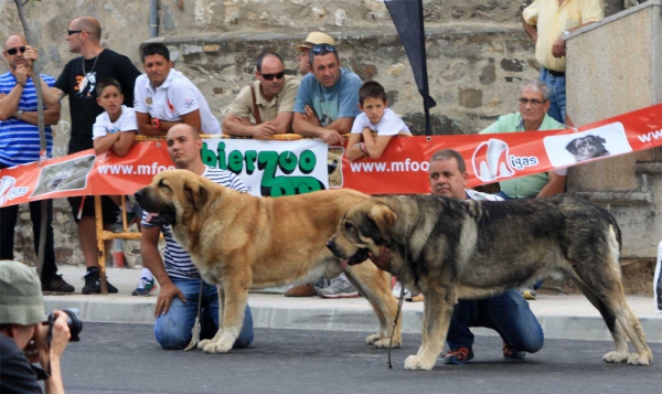 Open Class Males - Villafranca del Bierzo 06.09.2014
Keywords: 2014