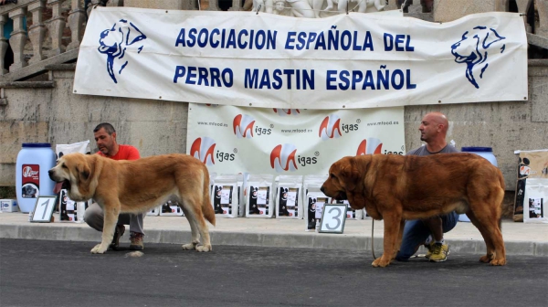 Open Class Males - Villafranca del Bierzo 06.09.2014
Keywords: 2014