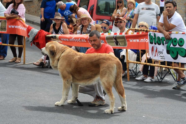 Open Class Males - Villafranca del Bierzo 06.09.2014
Keywords: 2014