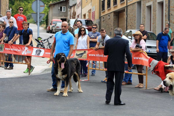 Open Class Males - Villafranca del Bierzo 06.09.2014
Keywords: 2014