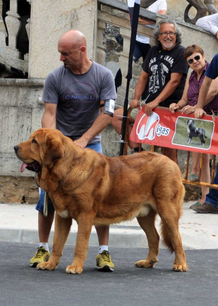 Open Class Males - Villafranca del Bierzo 06.09.2014
Keywords: 2014