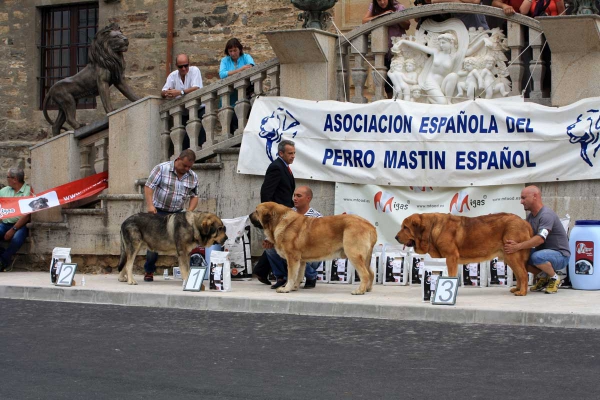 Open Class Males - Villafranca del Bierzo 06.09.2014
Keywords: 2014