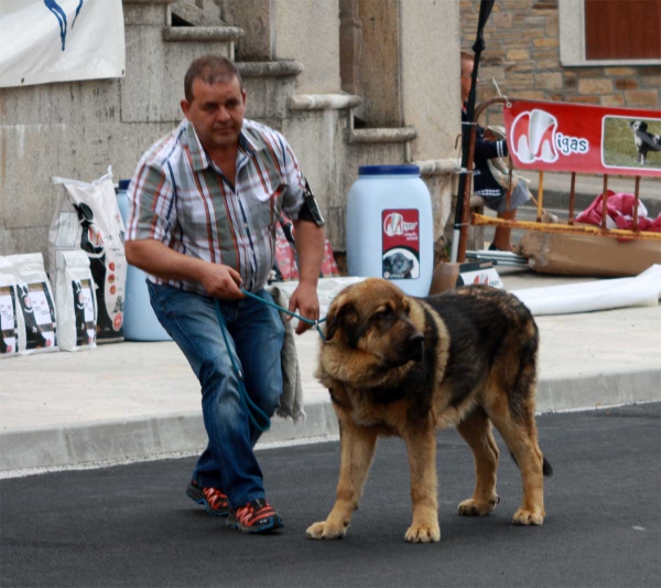 Puppy Class Males - Villafranca del Bierzo, 06.09.2014
Keywords: 2014