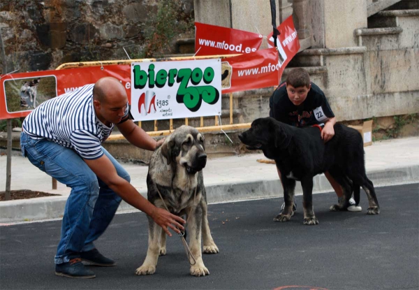 Puppy Class Males - Villafranca del Bierzo, 06.09.2014
Keywords: 2014