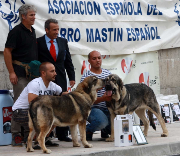 Best Puppy - Villafranca del Bierzo, 06.09.2014
Keywords: 2014