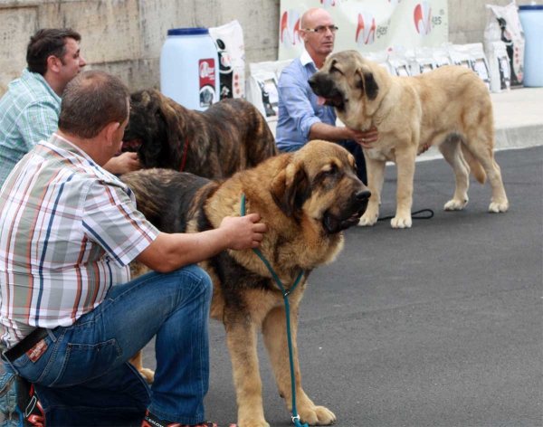 Puppy Class Males - Villafranca del Bierzo, 06.09.2014
Keywords: 2014