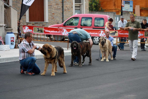 Puppy Class Males - Villafranca del Bierzo, 06.09.2014
Keywords: 2014