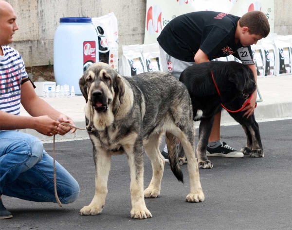 Puppy Class Males - Villafranca del Bierzo, 06.09.2014
Keywords: 2014