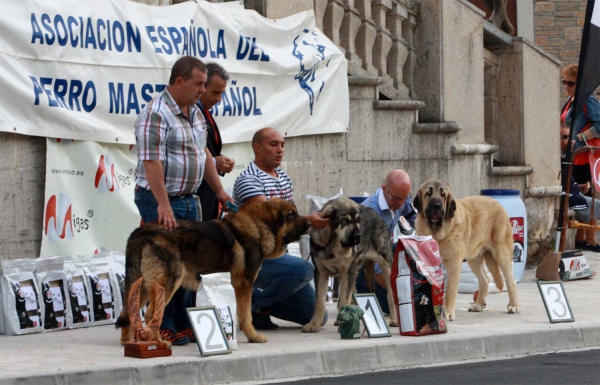 Puppy Class Males - Villafranca del Bierzo, 06.09.2014
Keywords: 2014