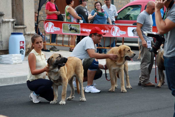 Puppy Class Females - Villafranca del Bierzo, 06.09.2014
Keywords: 2014