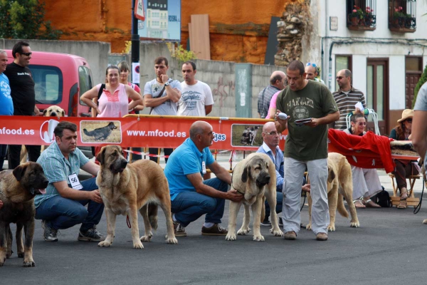 Puppy Class Females - Villafranca del Bierzo, 06.09.2014
Keywords: 2014