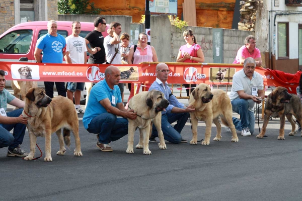 Puppy Class Females - Villafranca del Bierzo, 06.09.2014
Keywords: 2014