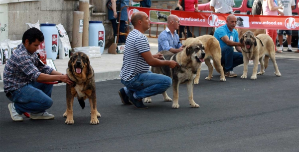 Puppy Class Females - Villafranca del Bierzo, 06.09.2014
Keywords: 2014