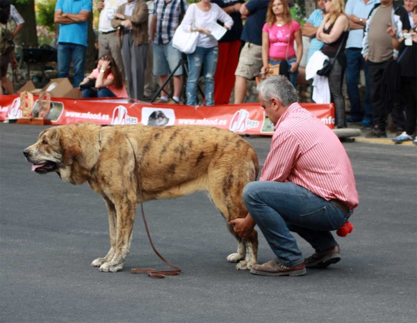 Junior Class Females - Villafranca del Bierzo, 06.09.2014
Keywords: 2014