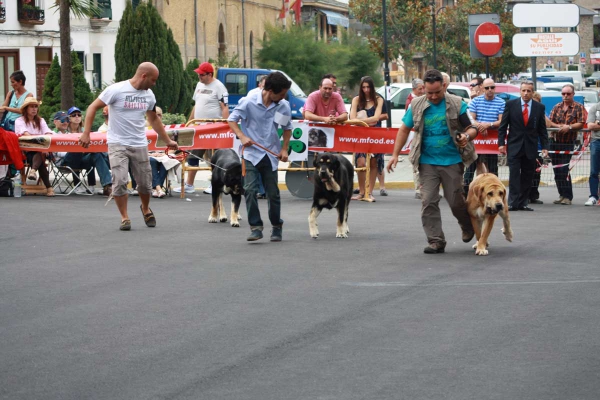 Junior Class Females - Villafranca del Bierzo, 06.09.2014
Keywords: 2014