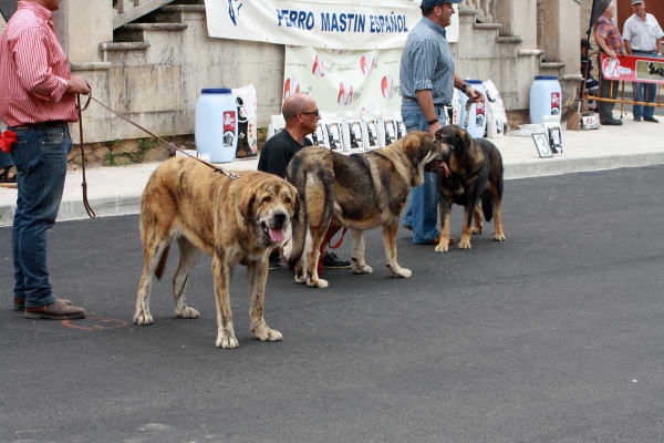 Junior Class Females - Villafranca del Bierzo, 06.09.2014
Keywords: 2014