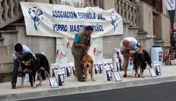 Junior Class Females - Villafranca del Bierzo, 06.09.2014
Keywords: 2014