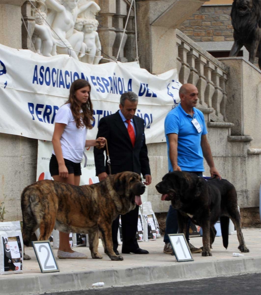 Best Female: Raya Oscura Mastibe (left) - Villafranca del Bierzo, 06.09.2014
Keywords: 2014