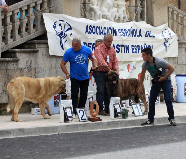 Best Champion Class Males - Villafranca del Bierzo, 06.09.2014
2. CH Athos de Valle Pisueña - (Carbonero de Fuente Mimbre X Jana I de Trashumancia) Born: 31.12.2010
1. CH Tigrin I de los Zumbos - (Zangarron de los Zumbos X Pastora de los Zumbos) Born: 06.11.2010
Keywords: 2014