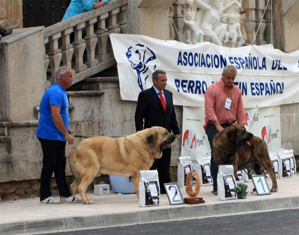 Best Champion Class Males - Villafranca del Bierzo, 06.09.2014
2. CH Athos de Valle Pisueña - (Carbonero de Fuente Mimbre X Jana I de Trashumancia) Born: 31.12.2010
1. CH Tigrin I de los Zumbos - (Zangarron de los Zumbos X Pastora de los Zumbos) Born: 06.11.2010
Keywords: 2014