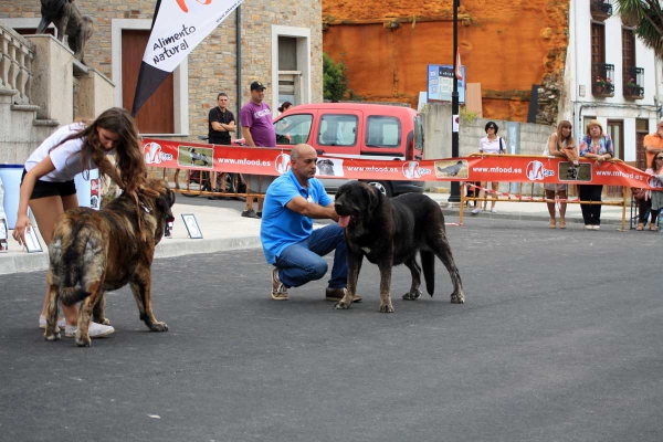 Ring Best Female - Villafranca del Bierzo 06.09.2014
Keywords: 2014