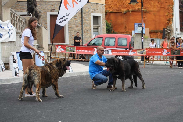 Ring Best Female - Villafranca del Bierzo 06.09.2014
Keywords: 2014