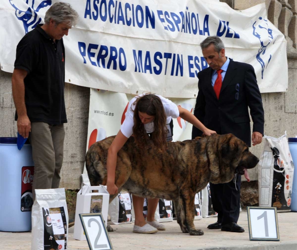 Champion Class Females - Villafranca del Bierzo 06.09.2014
Keywords: 2014