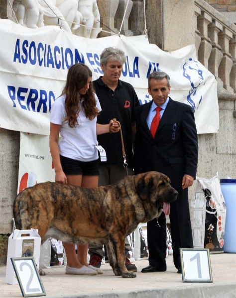 Champion Class Females - Villafranca del Bierzo 06.09.2014
Keywords: 2014